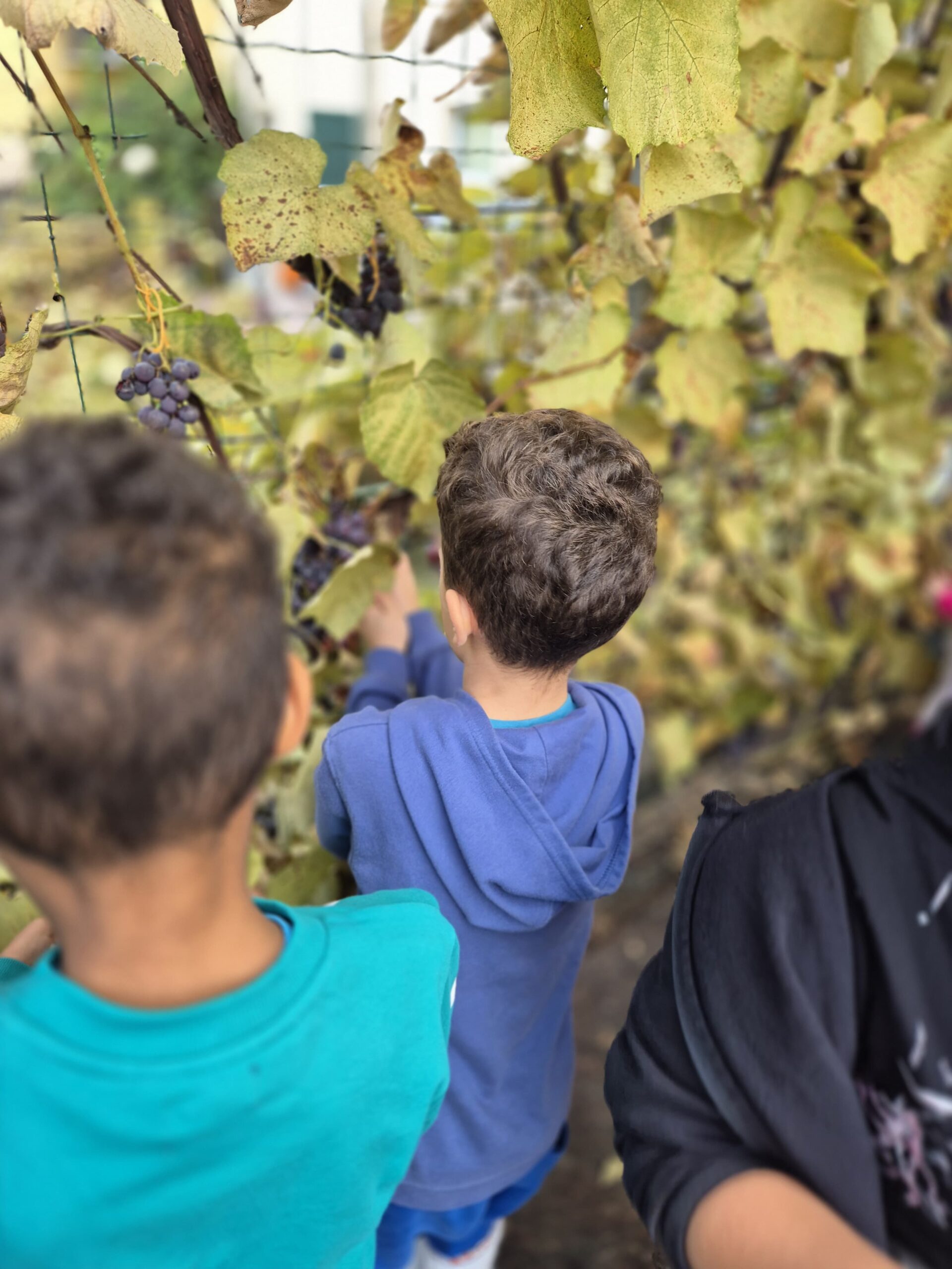 Scopri di più sull'articolo Vendemmia della classe terza 24/10